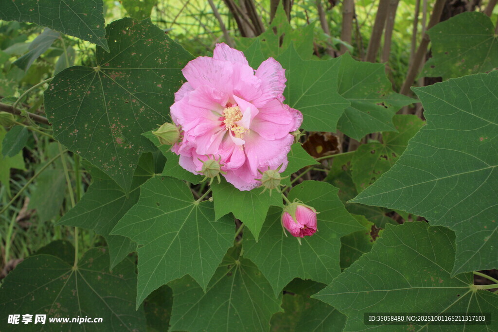 木芙蓉