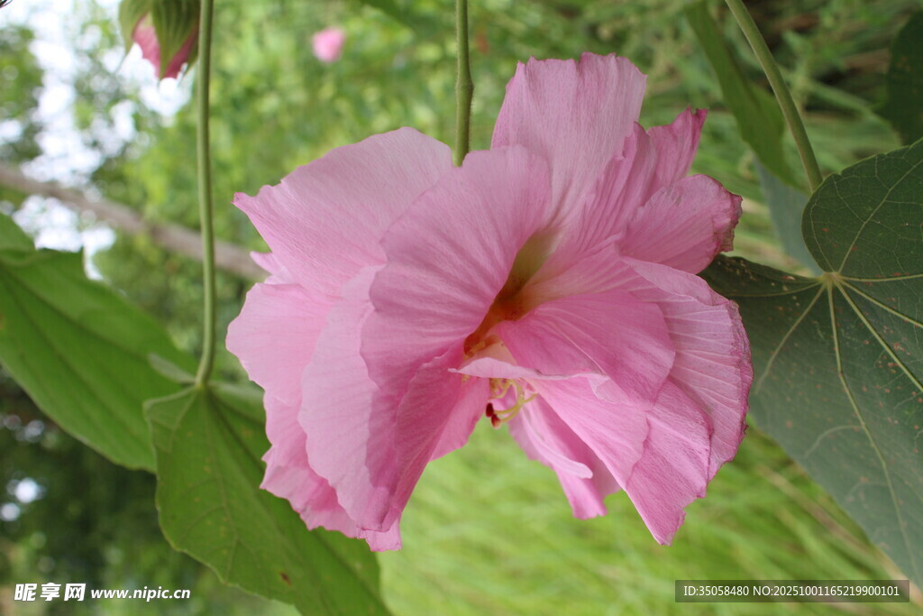 木芙蓉