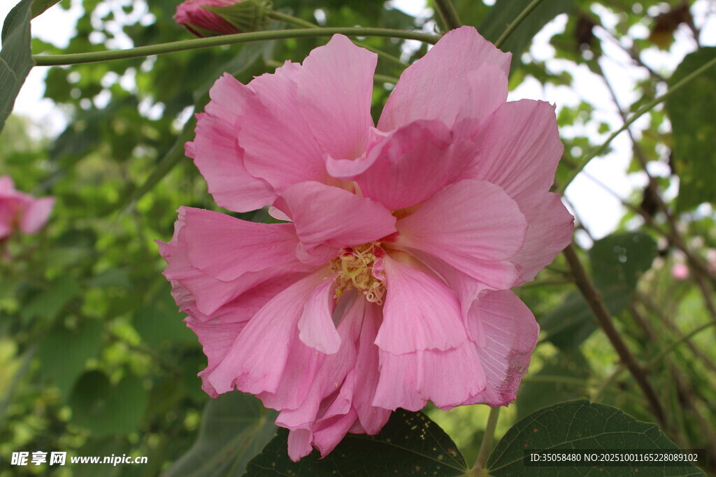 木芙蓉