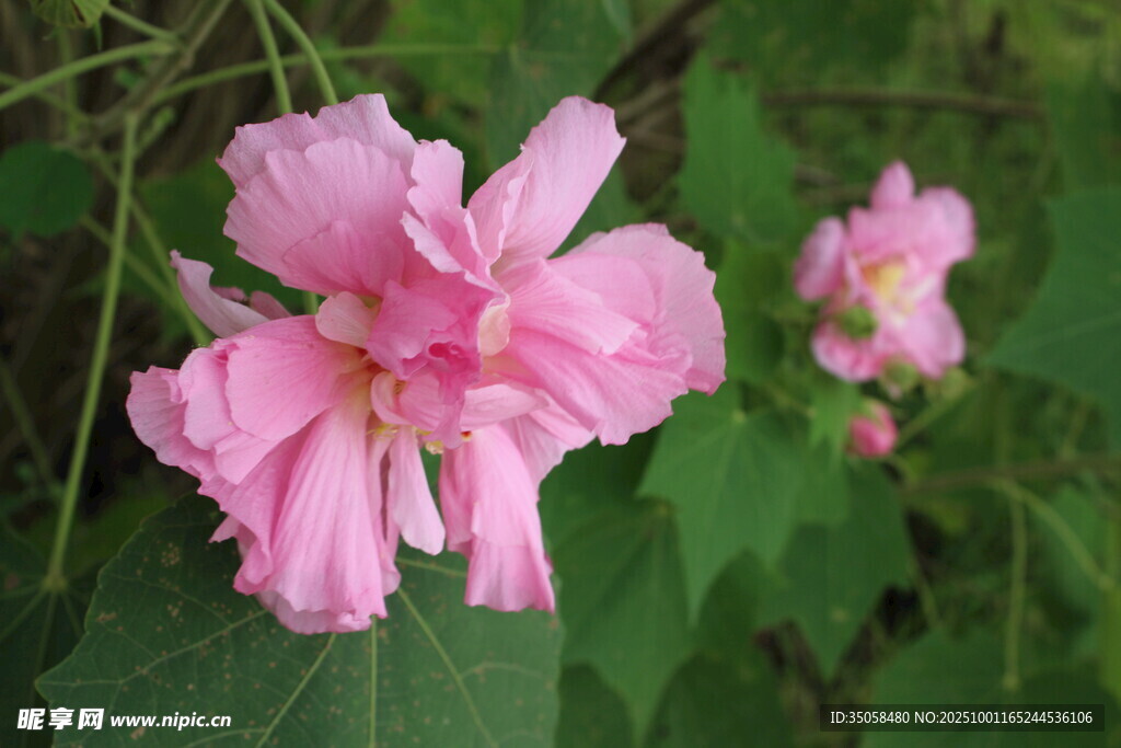 木芙蓉