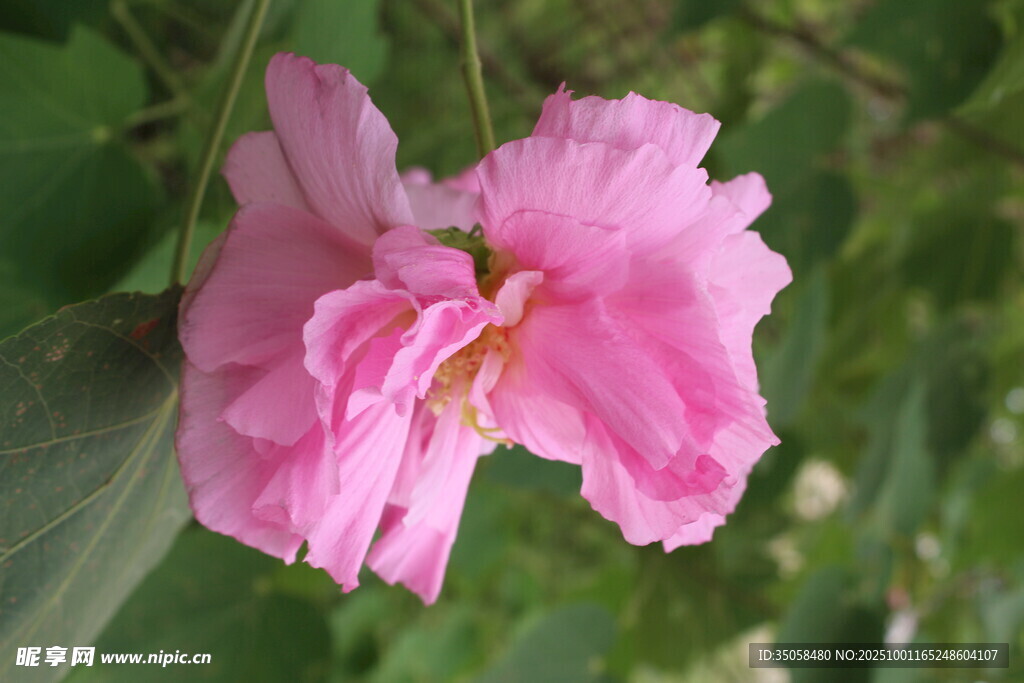 木芙蓉