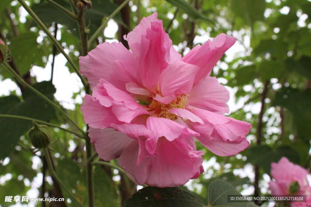 木芙蓉