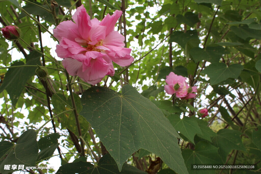 木芙蓉