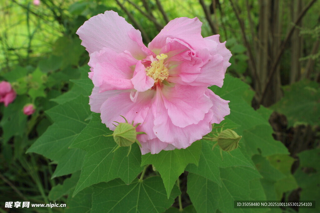 木芙蓉