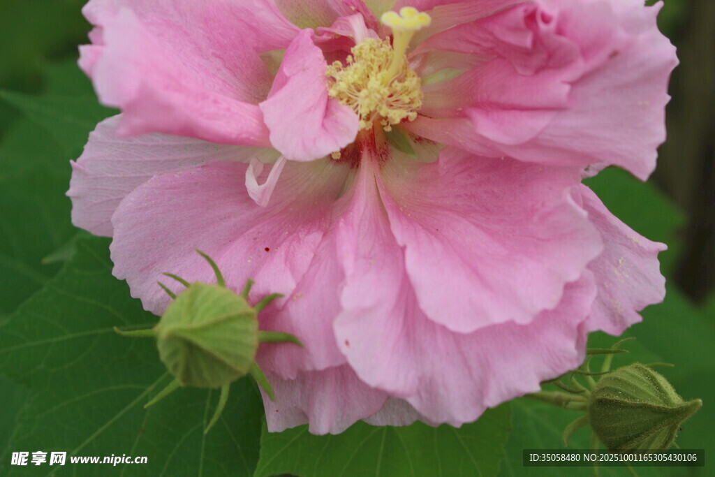 木芙蓉