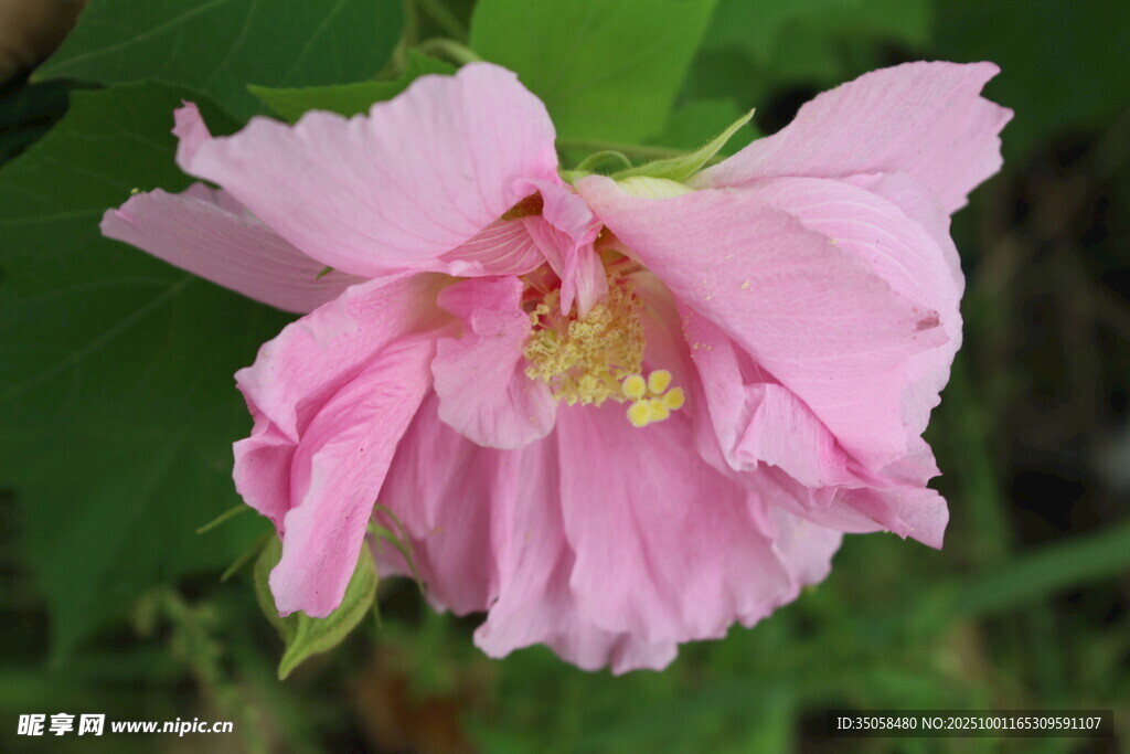 木芙蓉