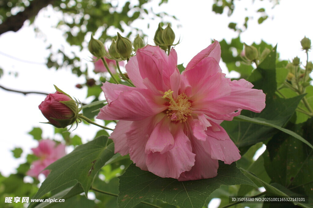 木芙蓉