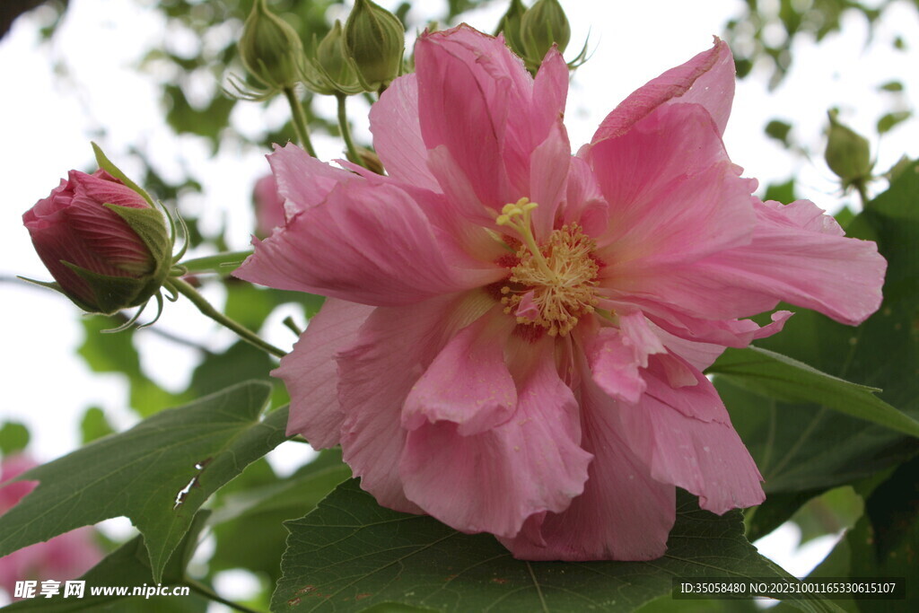 木芙蓉