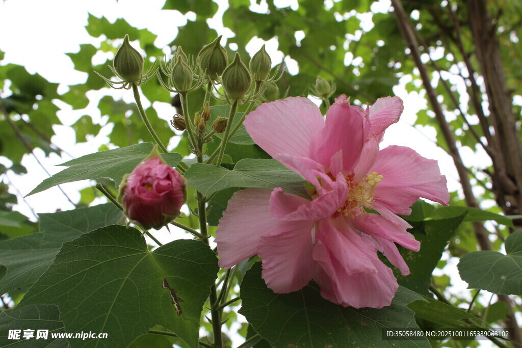 木芙蓉