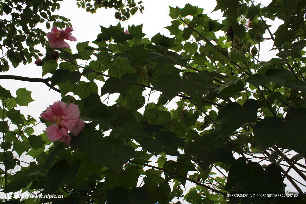 木芙蓉