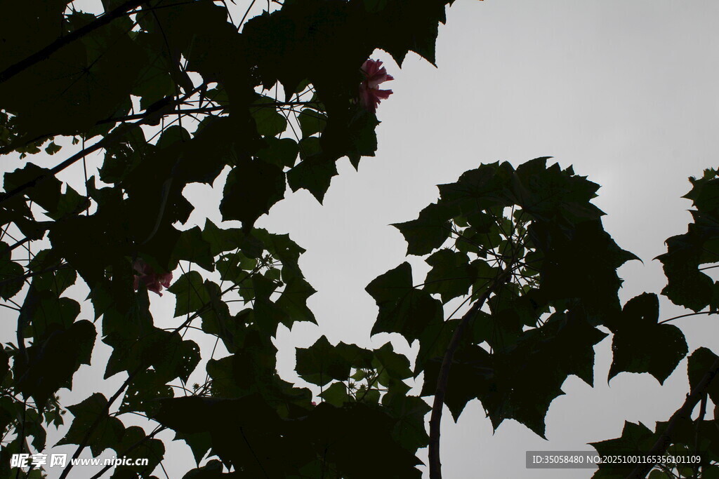 木芙蓉