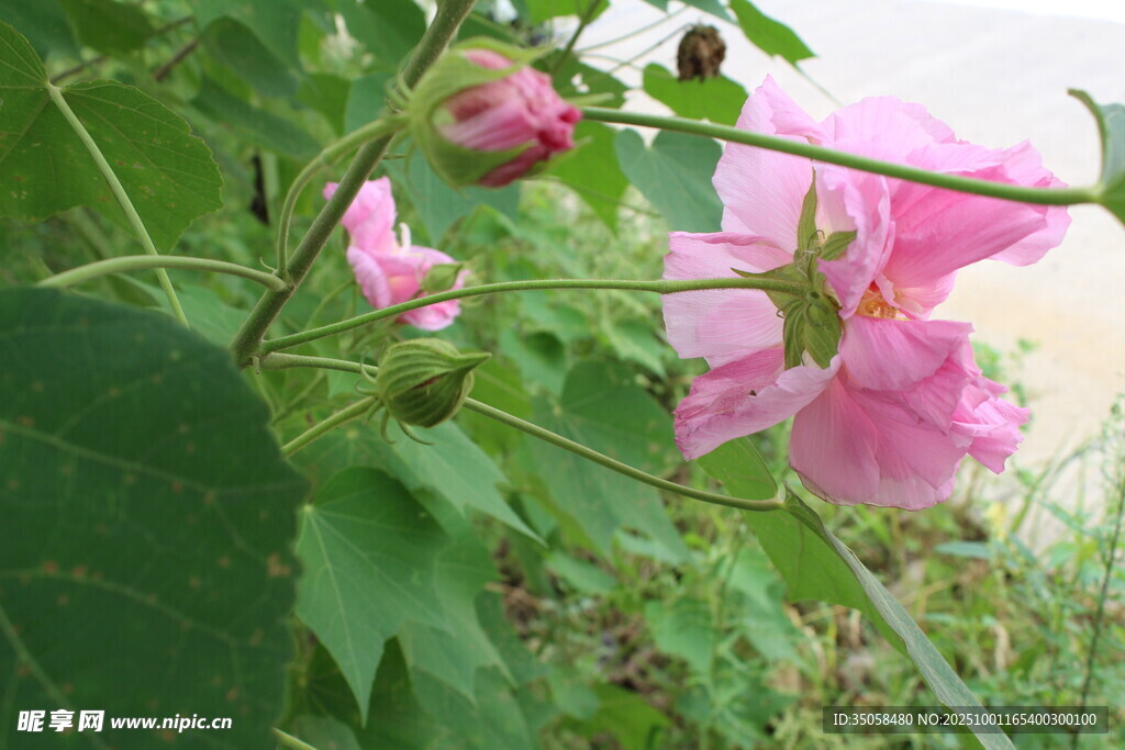 木芙蓉