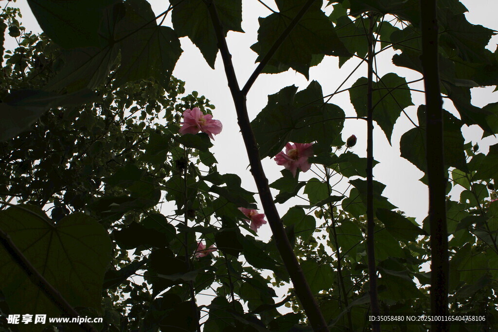 木芙蓉