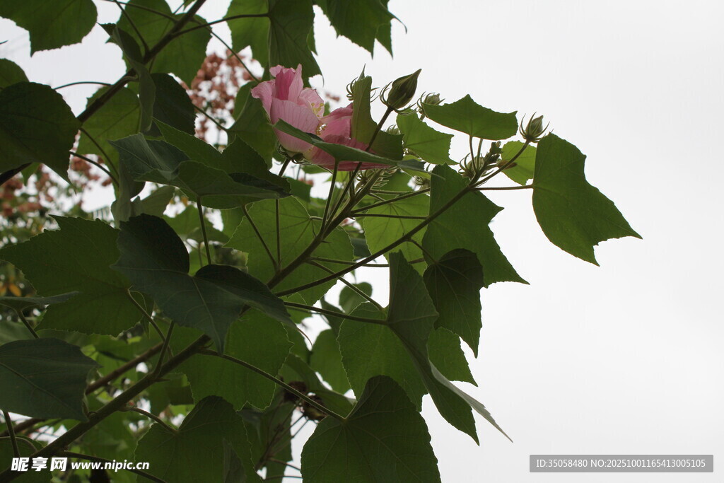 木芙蓉