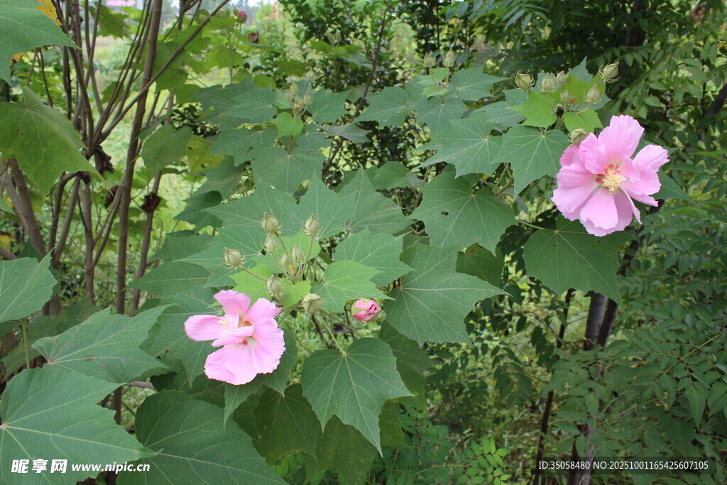 木芙蓉