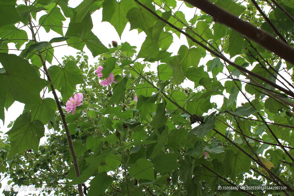 木芙蓉