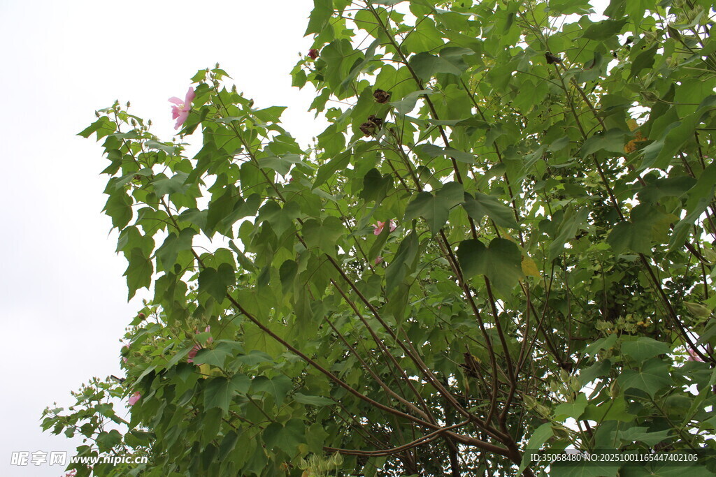 木芙蓉