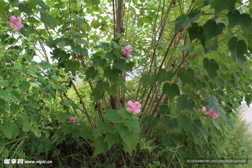 木芙蓉