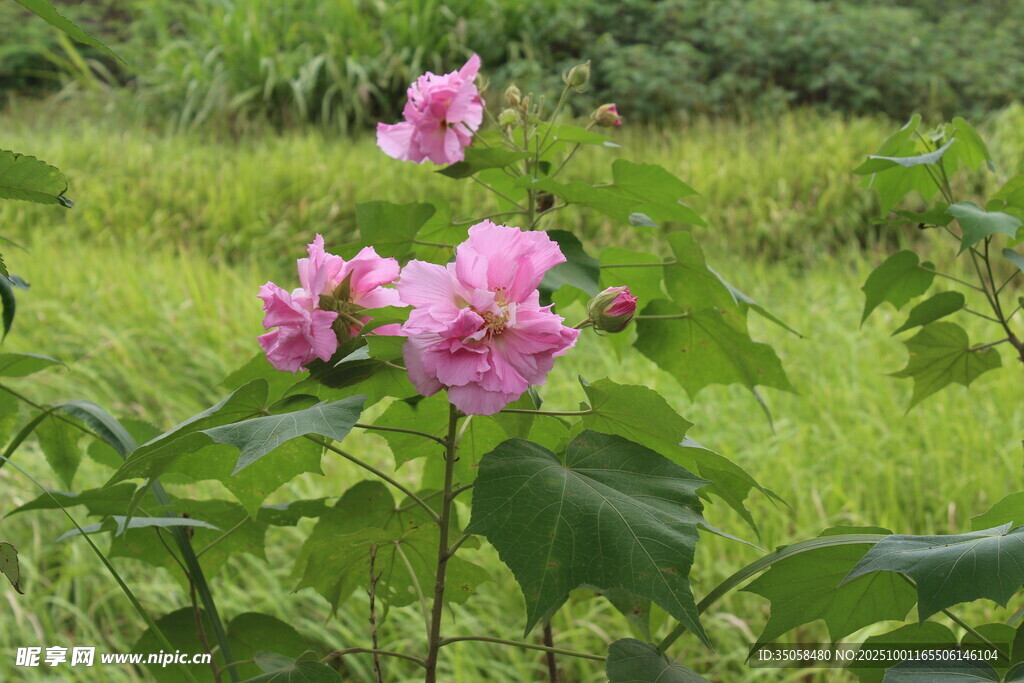 木芙蓉