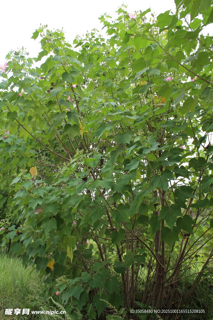 木芙蓉