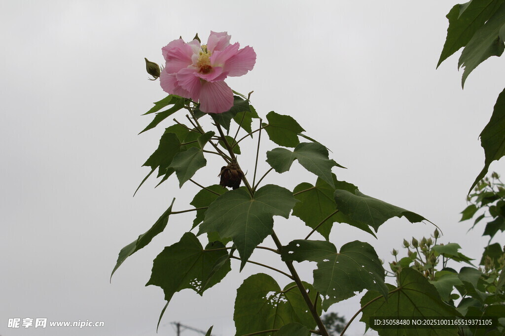 木芙蓉