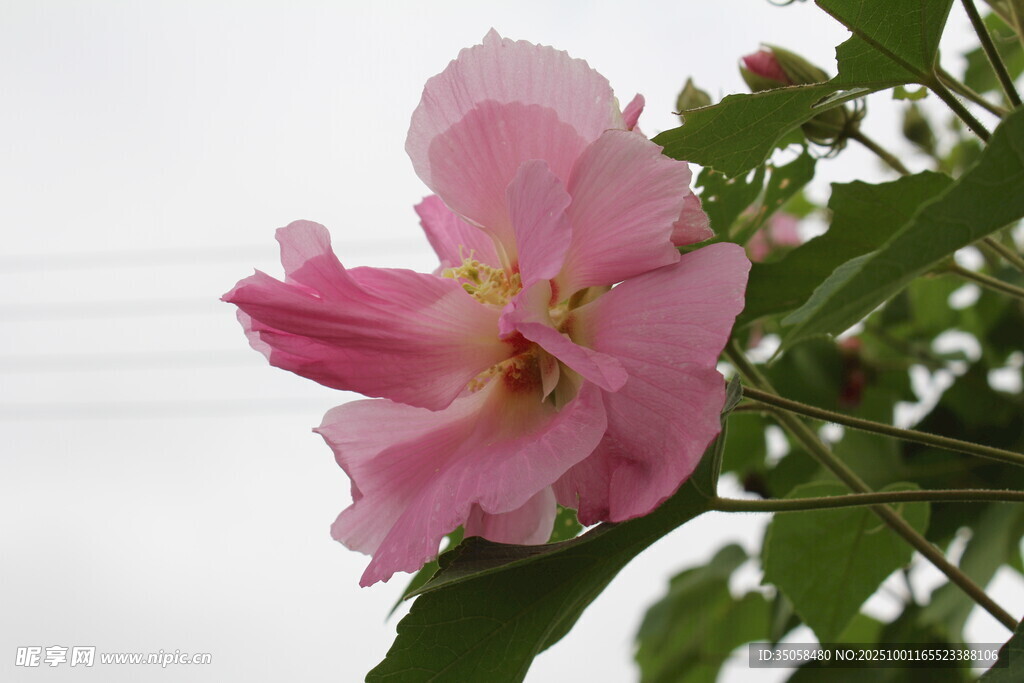 木芙蓉
