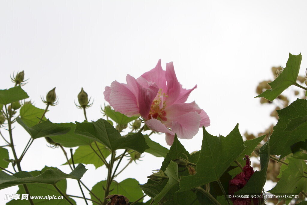 木芙蓉