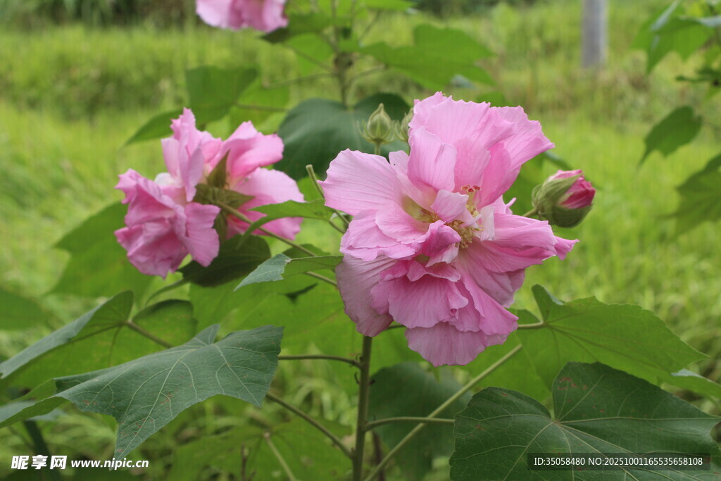 木芙蓉