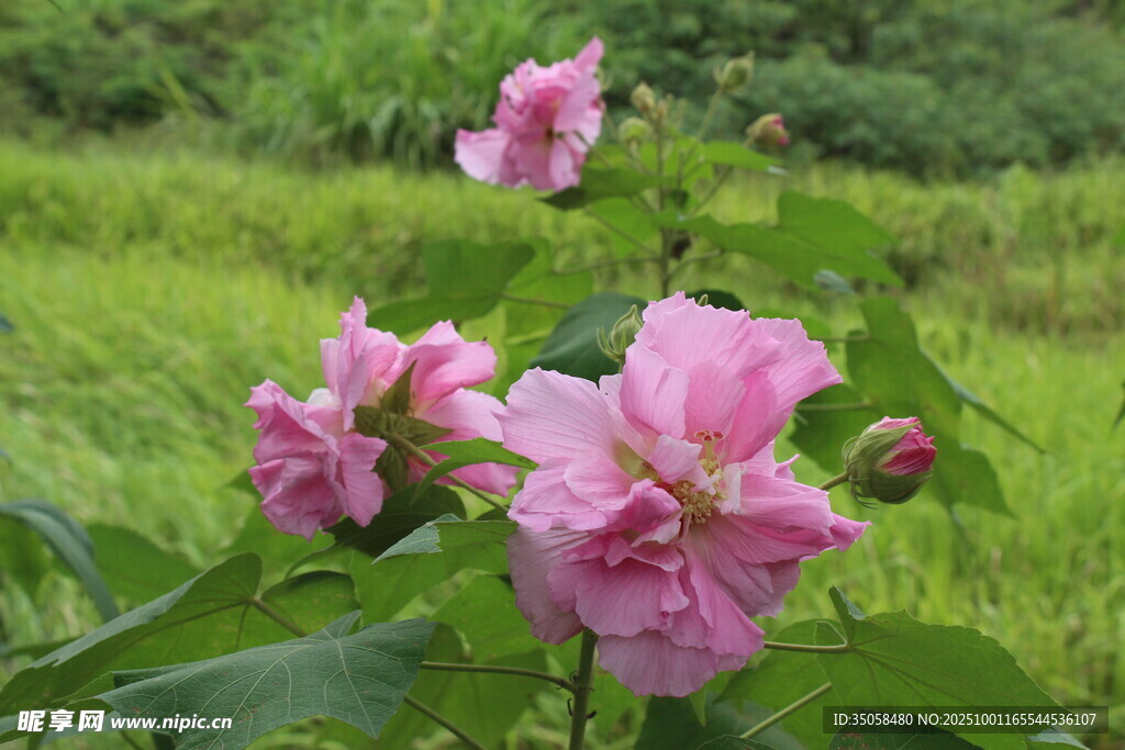 木芙蓉