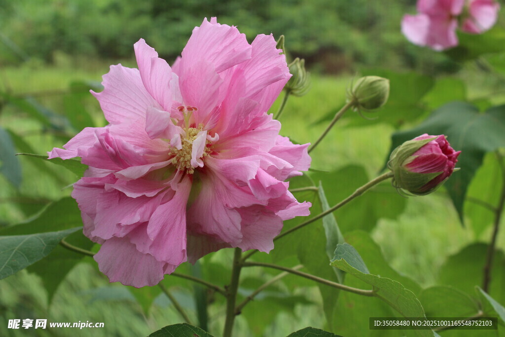 木芙蓉
