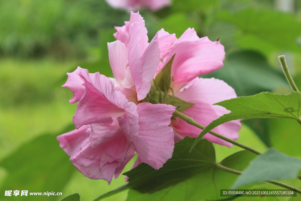 木芙蓉