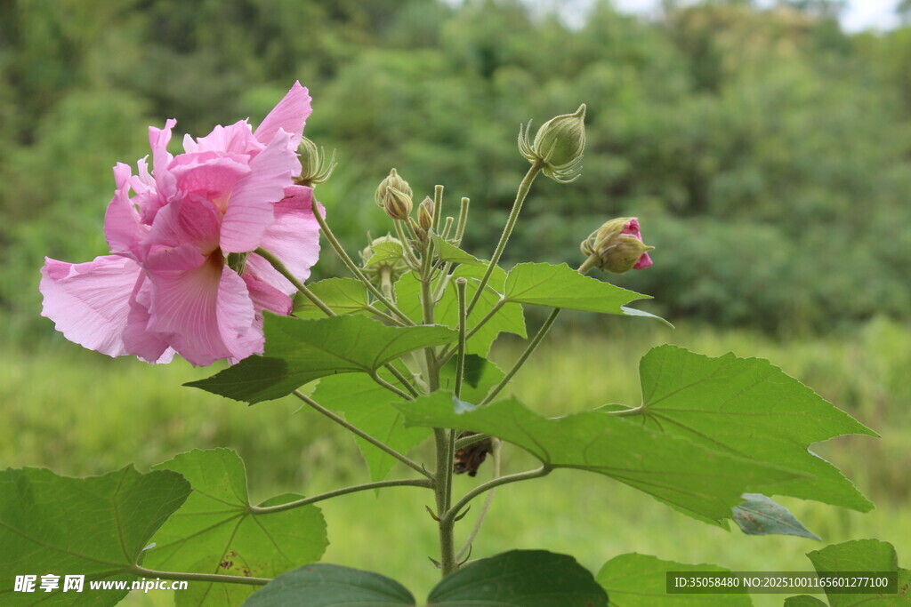 木芙蓉