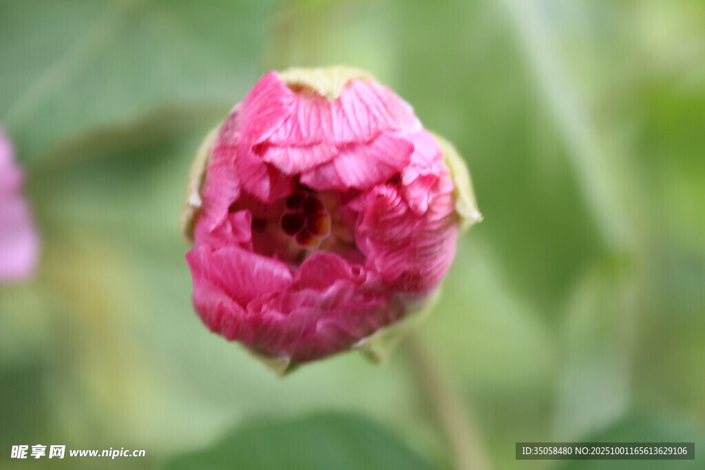 木芙蓉