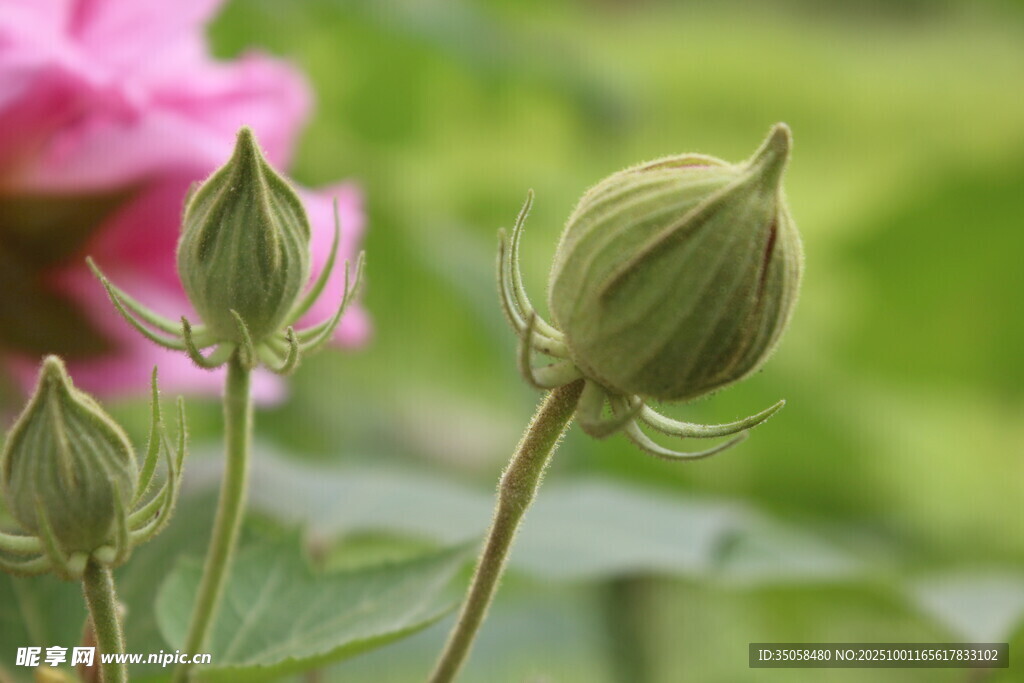 木芙蓉