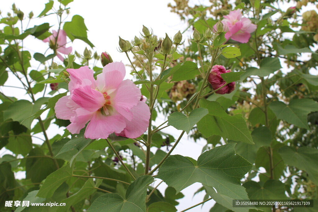 木芙蓉
