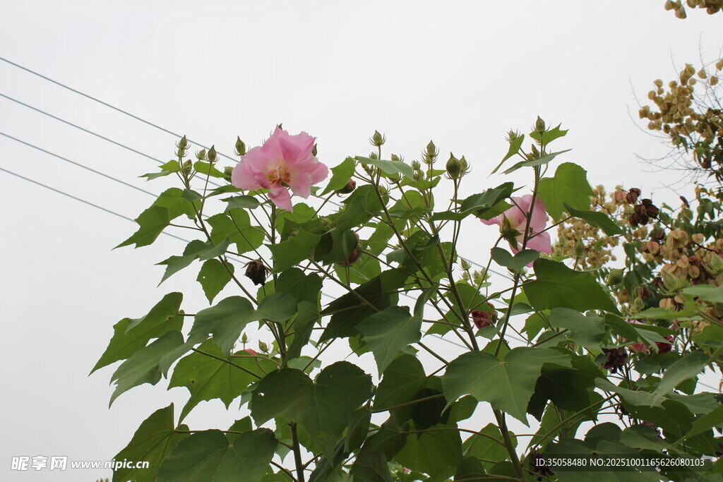 木芙蓉