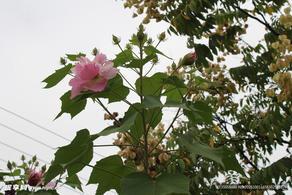 木芙蓉