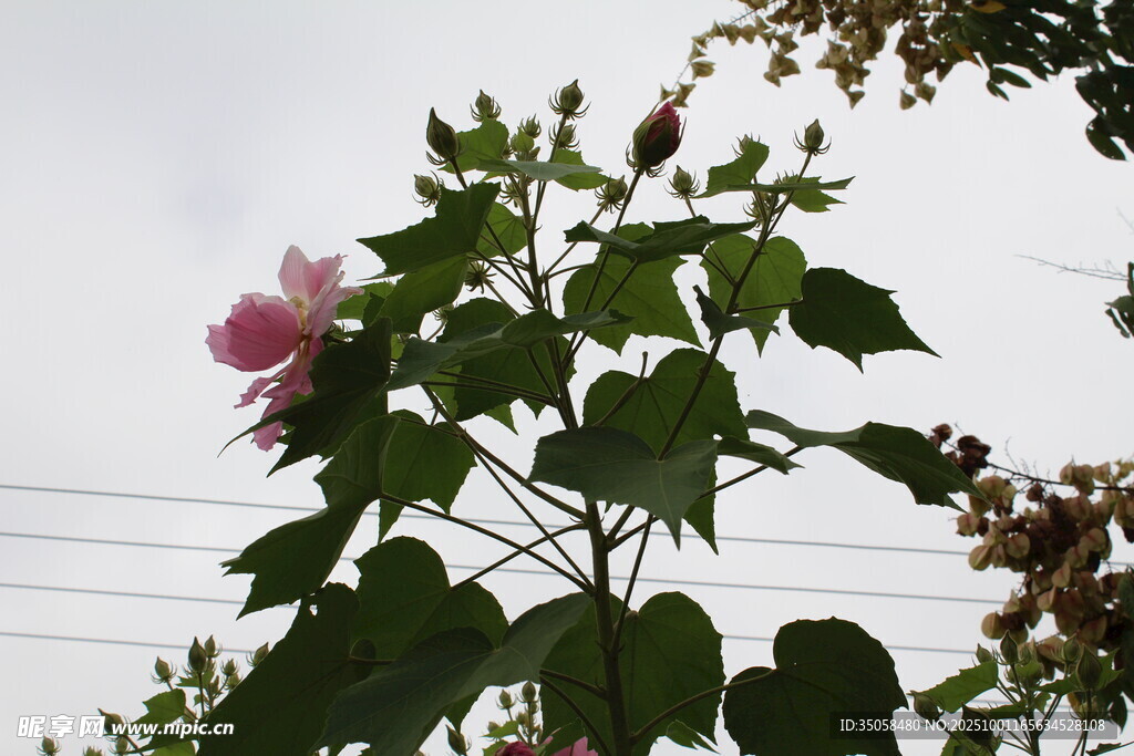 木芙蓉