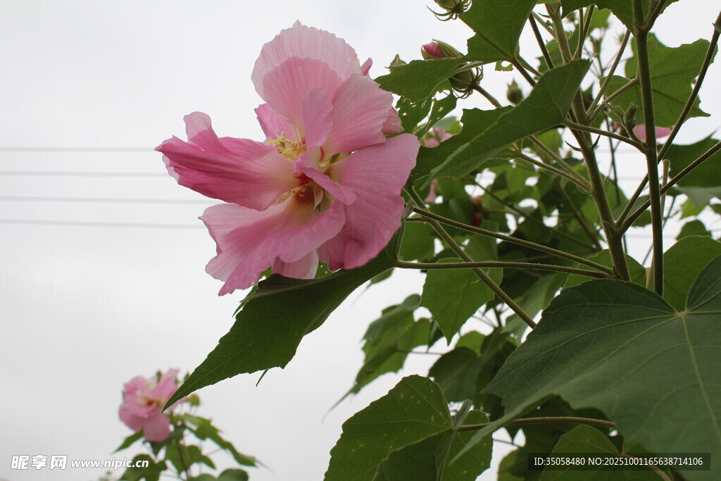 木芙蓉