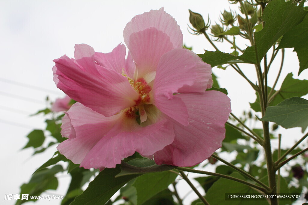 木芙蓉