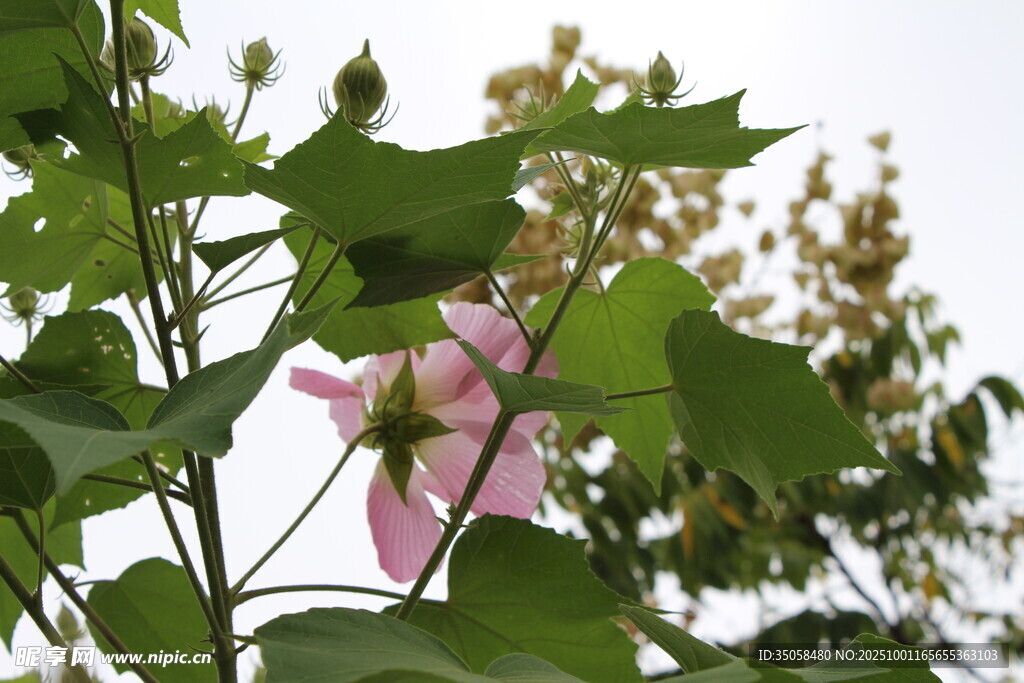 木芙蓉