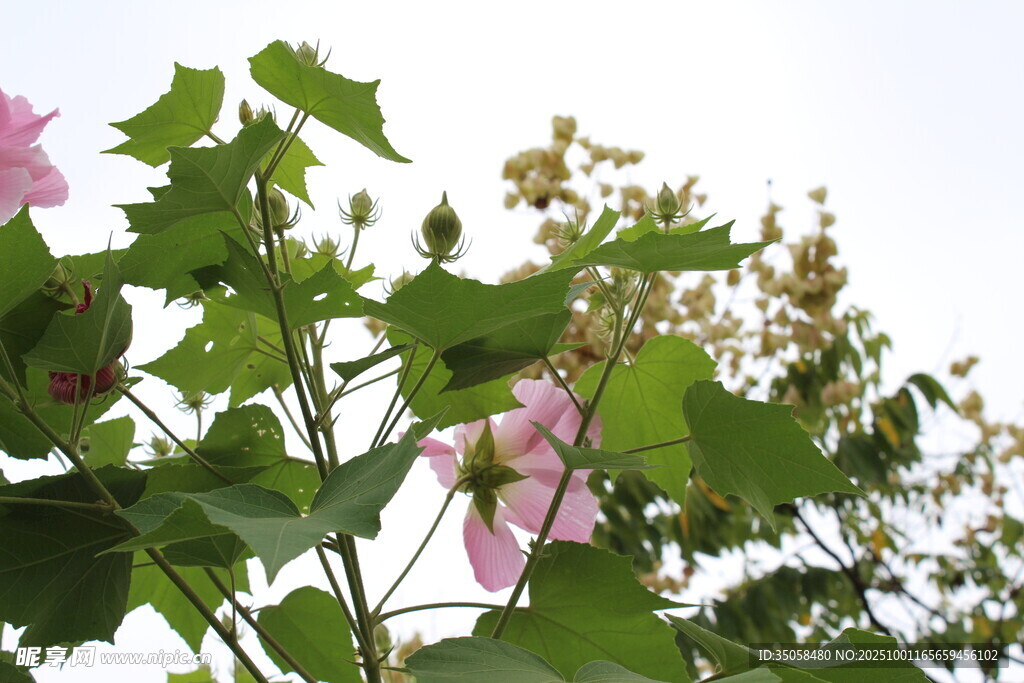 木芙蓉