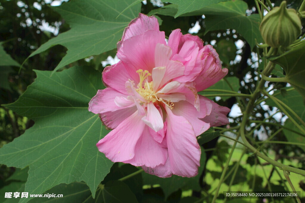 木芙蓉