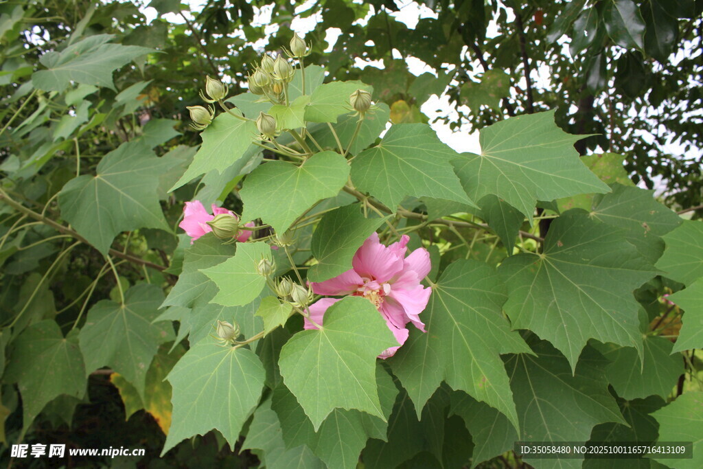 木芙蓉