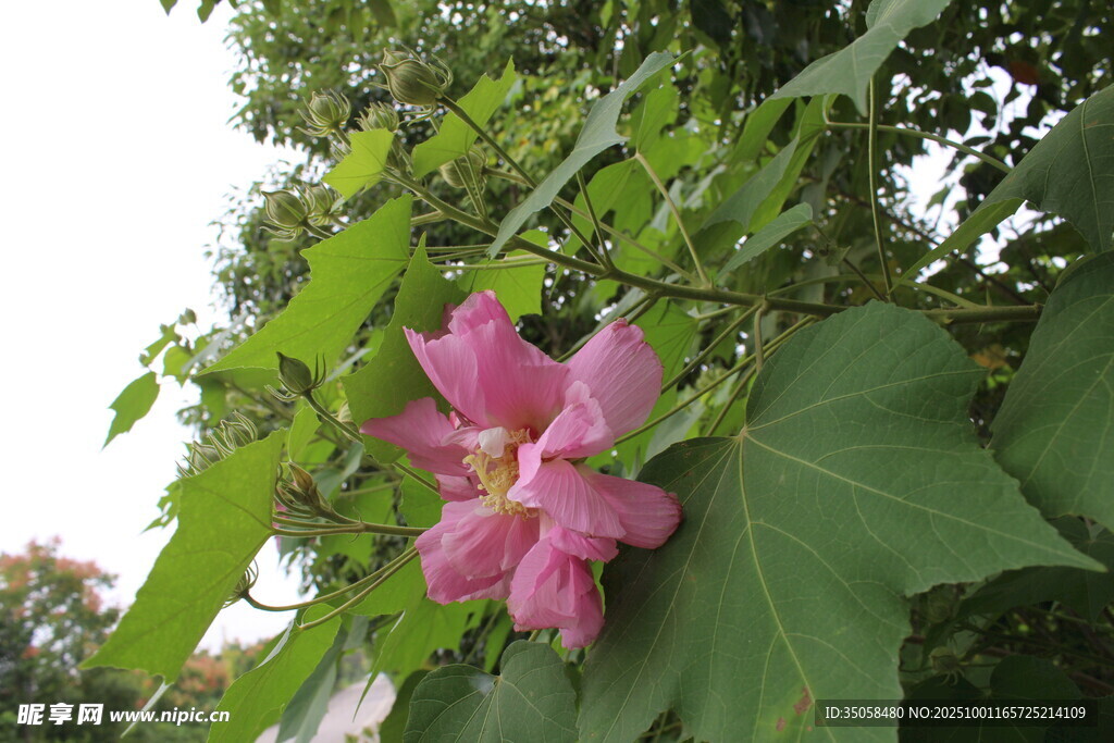 木芙蓉