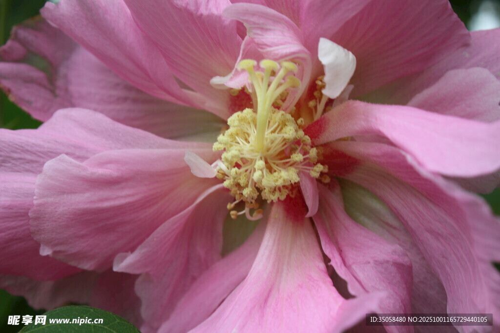木芙蓉