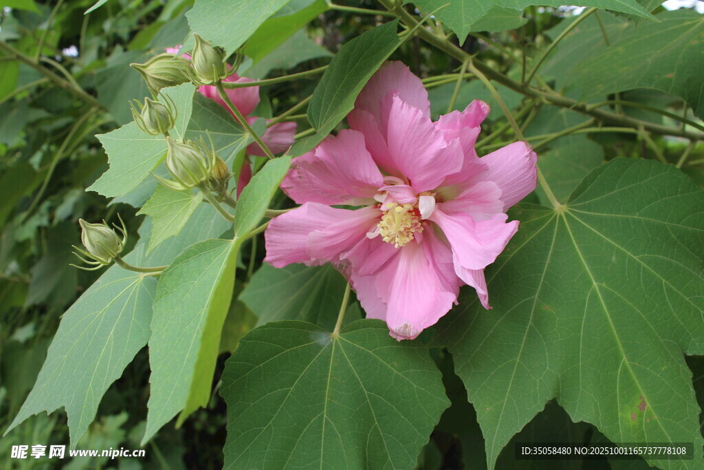 木芙蓉