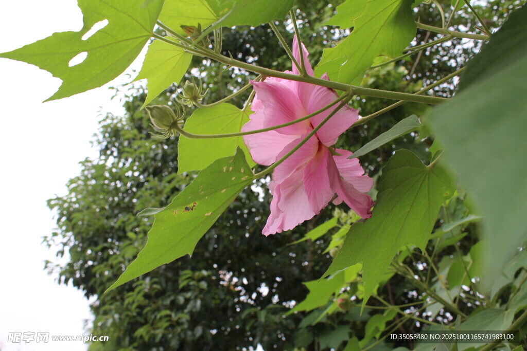 木芙蓉