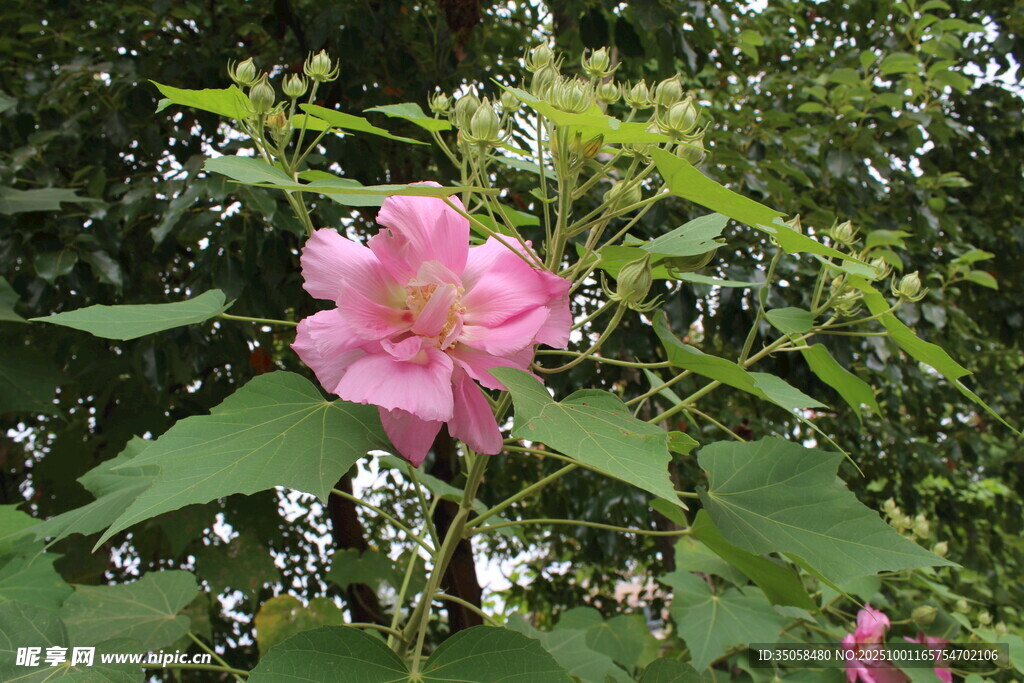 木芙蓉 