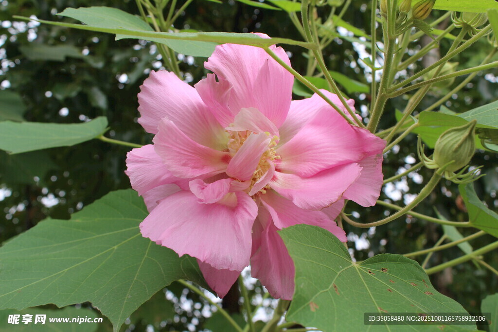 木芙蓉